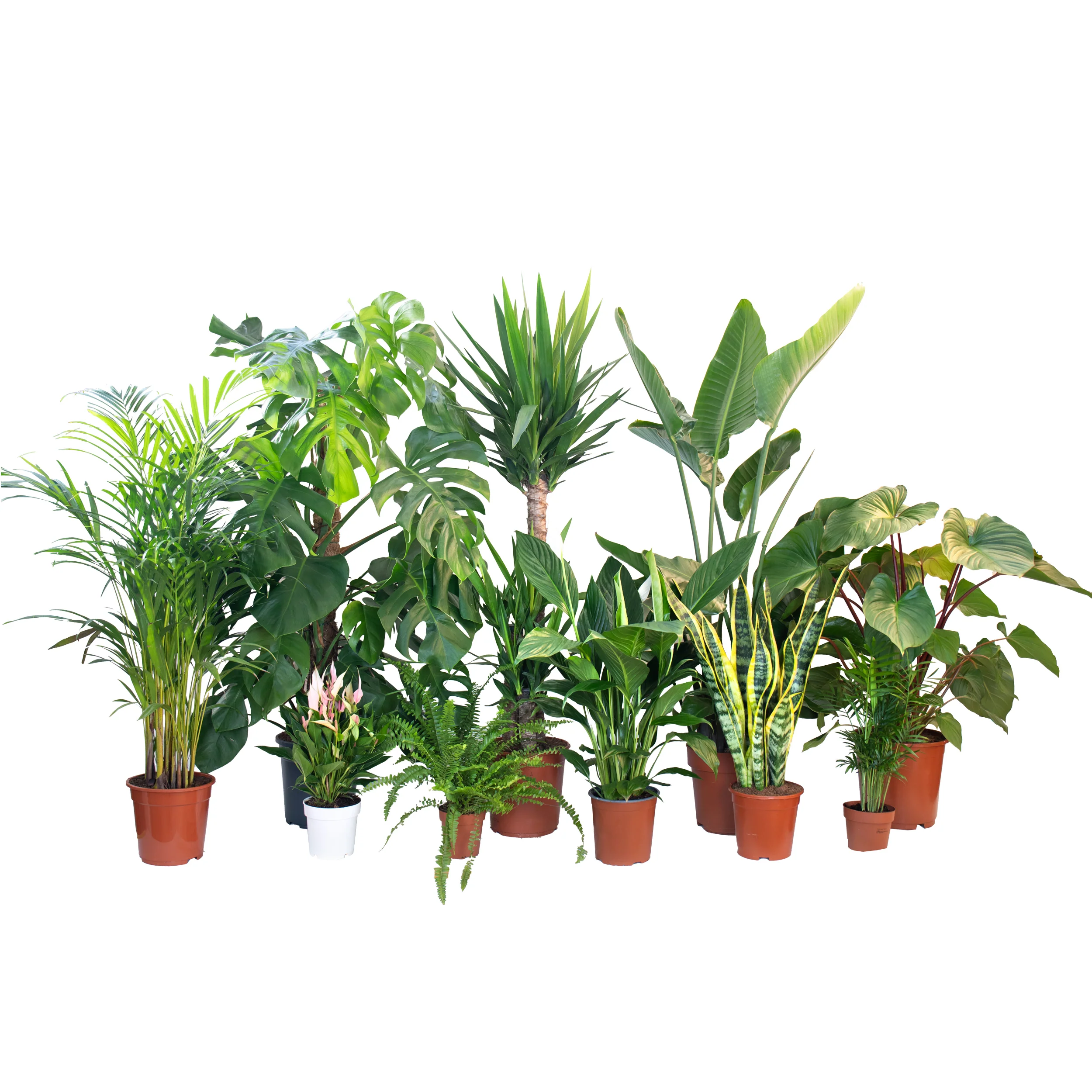 Plantas