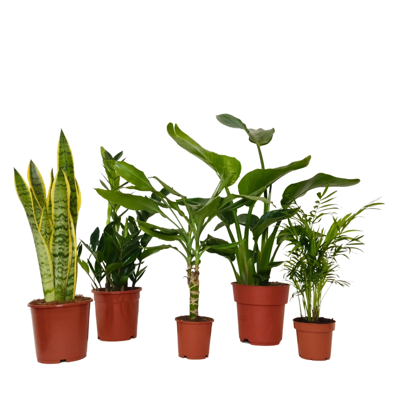 Plantas de interior
