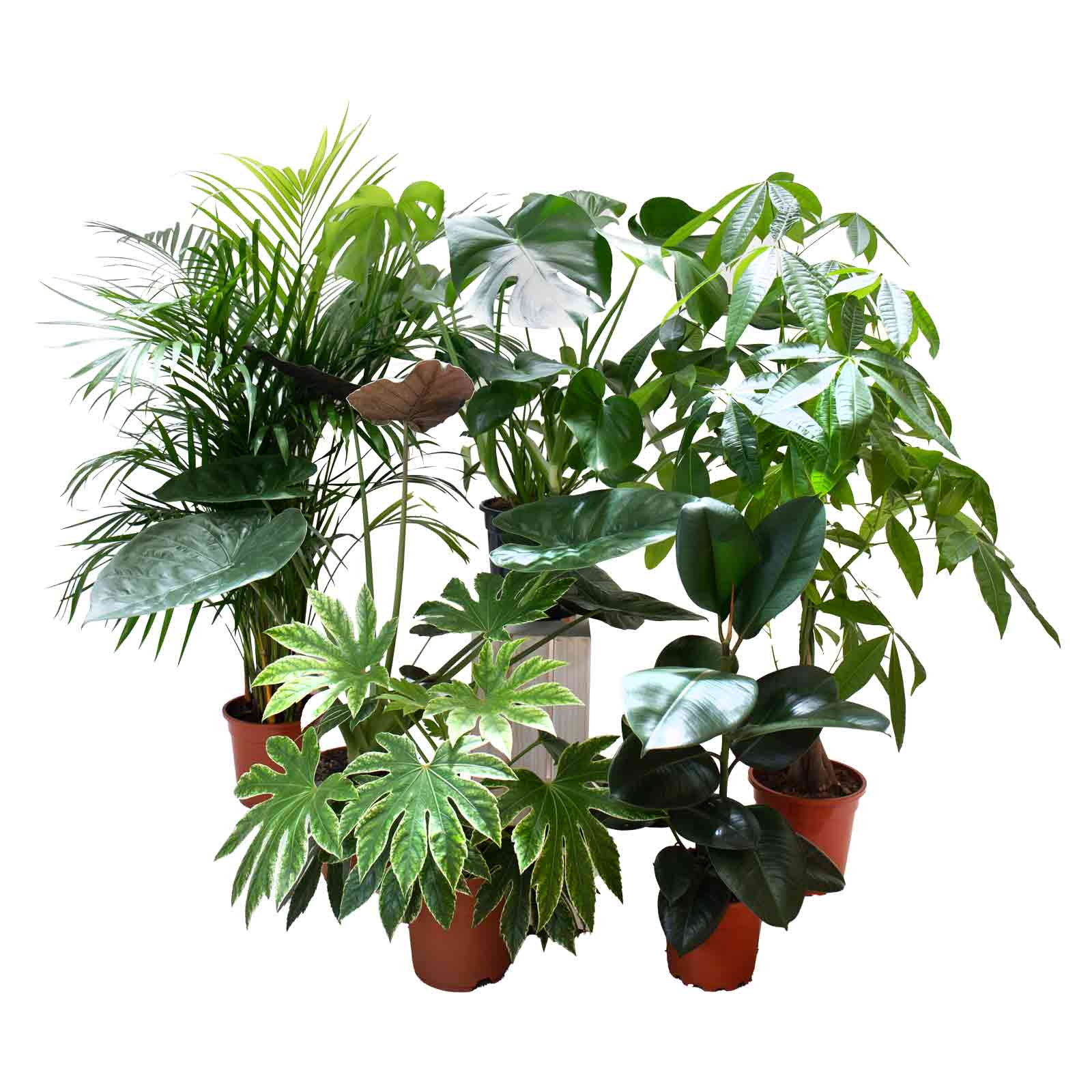 Conjuntos de plantas de interior