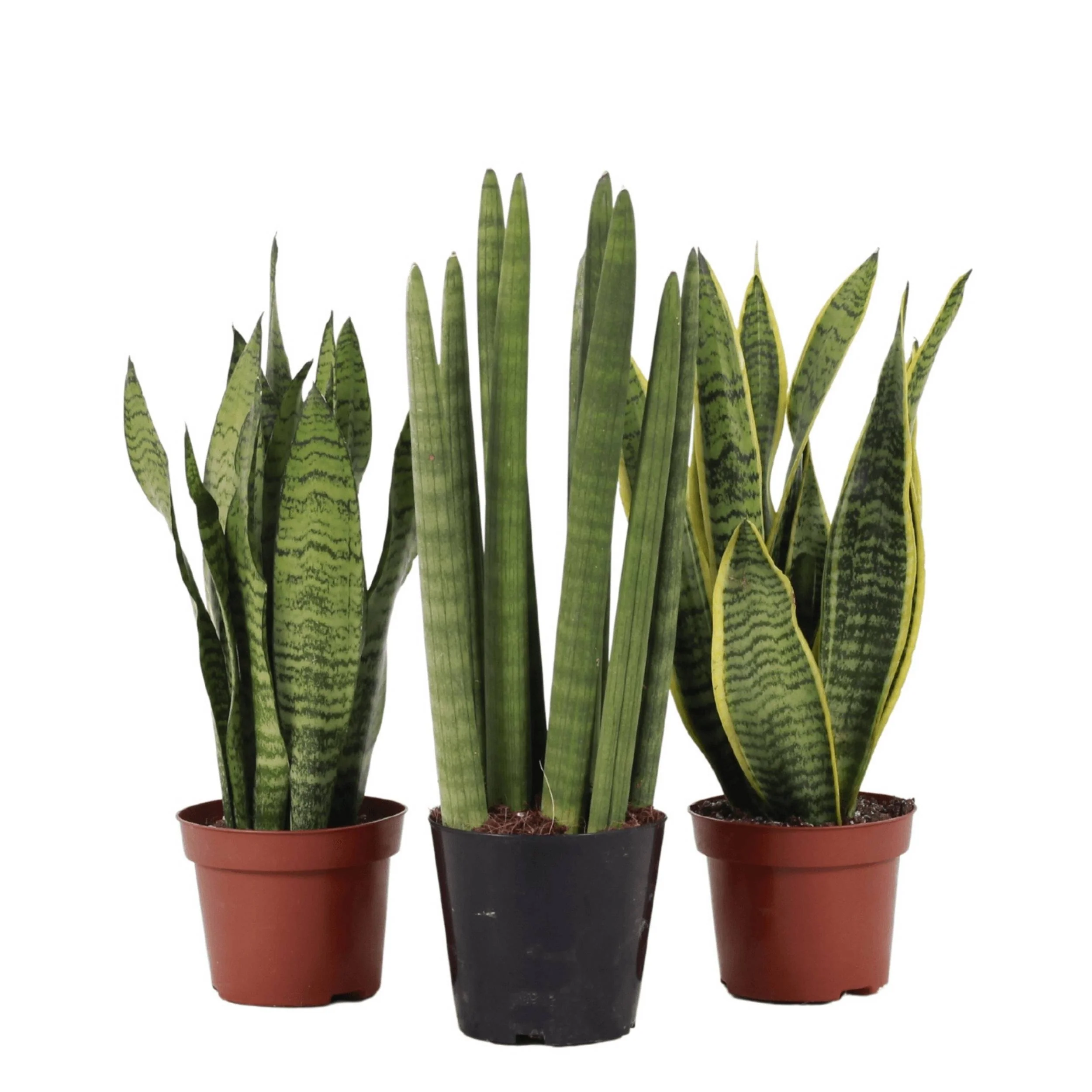 Plantas purificadoras do ar